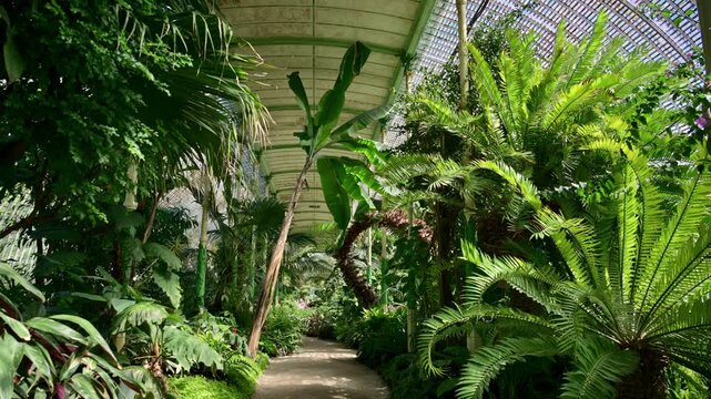 A sandy path through a greenhouse between banana plants and large ferns, Lednice, Czech Republic