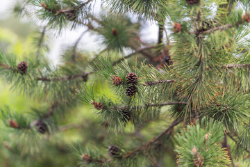 Pine tree branches with cones during late spring in a forested area © beholdereye