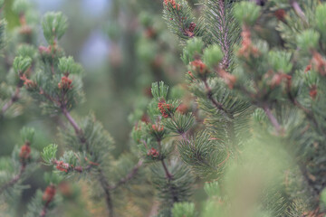 Lush green branches of coniferous trees glisten in the gentle morning light, creating a serene atmosphere in a tranquil forest setting © beholdereye