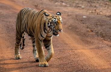 tiger in the zoo © GFXMEHEDI