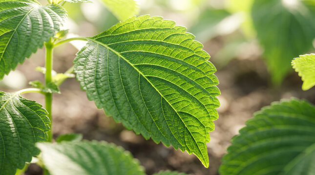 Fresh green perilla shiso leaf growing in sunny garden close up with textured surface and vibrant veins