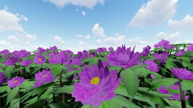Peony Purple Color Flower 
