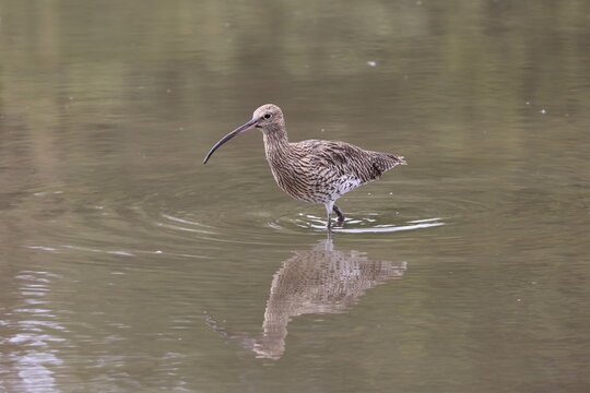 the Eurasian curlew (Numenius arquata)