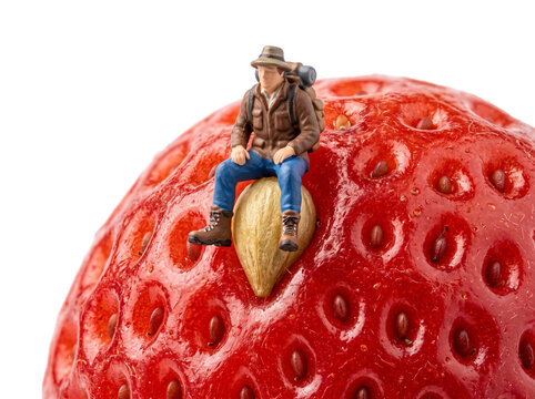 Miniature hiker sitting strawberry fruit explorer figure resting on fresh red berry macro creative food concept tiny traveler with backpack outdoor adventure scale photo isolated on a black background
