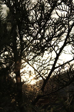 sunlight streaming through the gaps between tree branches