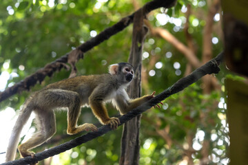 Squirrel monkey carefully balancing on a thick rope with blurred green background © veronica