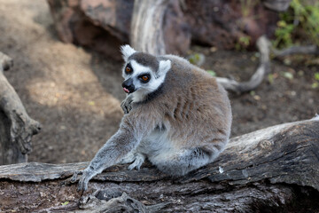 Fototapeta premium Ring-tailed lemur sitting on a log, looking at the camera with its tongue out