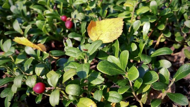 Ripe Lingonberries and Yellow Birch Leaf on Forest Floor