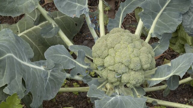 Organic broccoli close-up in an eco garden. Fresh green vegetable head and big leaves moving gently in the wind during a static shot in a no-dig permaculture farm.