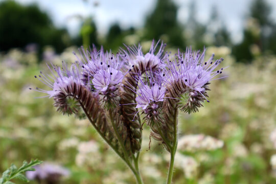 Lacy phacelia or blue tancy blossoms in full bloom as a honey plant
