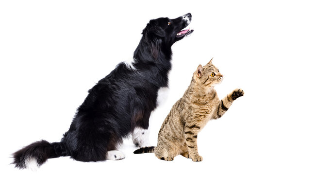 Playful Scottish Straight cat and Border Collie dog sitting together isolated on white background