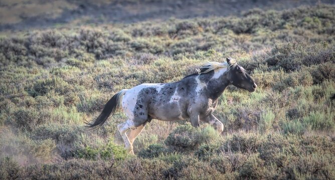 Nakai, Blue Roan Pinto Wild Mustang of the Sand Wash Basin, born in 2017