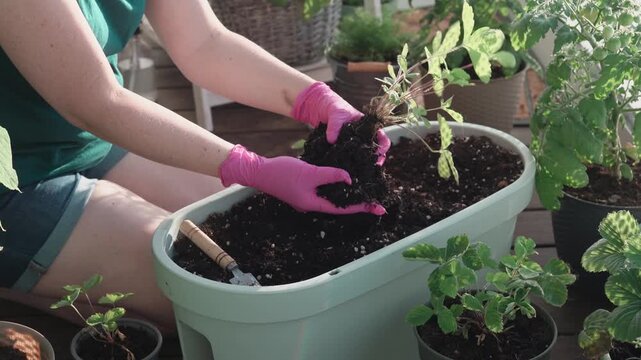A close-up shot of a young woman's hands wearing bright pink protective gloves, carefully transplanting a green plant with roots and soil into a plastic container