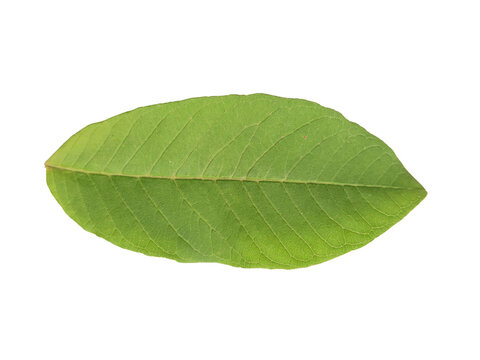 Fresh green guava leaf isolated on white background