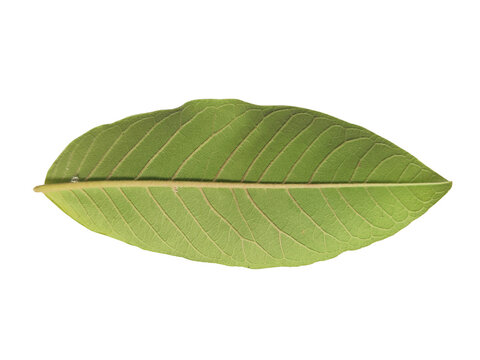 Underside of a green guava leaf isolated on white background