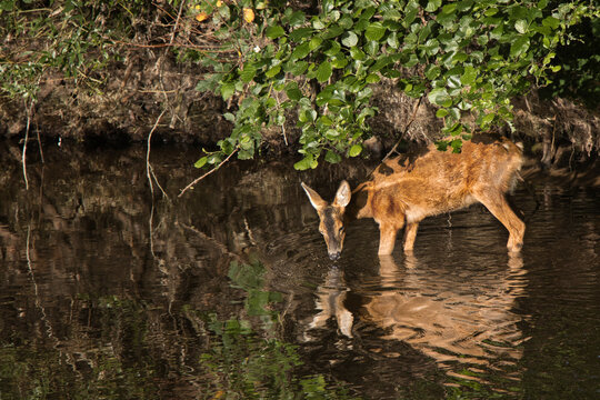 Reh am Flussufer mit Spiegelung im Wasser