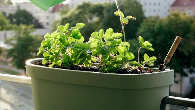 A beautiful close-up shot of a green watering can pouring water onto fresh strawberry plants in a plastic pot. Urban balcony garden in the bright morning sunlight with a soft bokeh city background