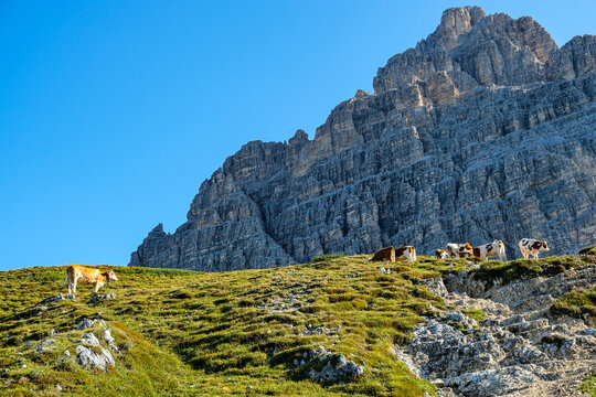 Dolomites mountain traditional landscape with cows grazing on alpine meadow in Italy, scenic rural livestock concept