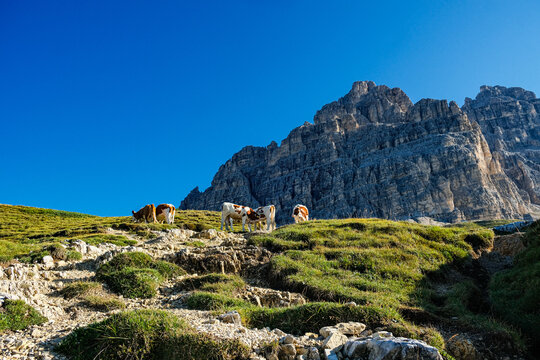 Dolomites mountain traditional landscape with cows grazing on alpine meadow in Italy, scenic rural livestock concept