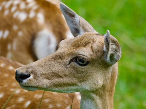 portrait of a young deer