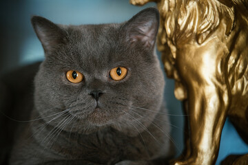 Naklejka premium close-up of british short hair gray cat with orange eyes and gold blured statue in background