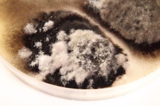 Mold growing in petri dish. Close up. Black and white fuzzy mold growing after 72 hours of test. DIY home mold test kit to evaluate test air, surfaces, and HVAC systems. Selective focus.