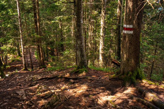 Red white painted hiking trail mark on tree in forest near Interlaken Switzerland in summer sunshine