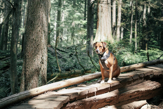 Dog sitting on forest trail with intense focus. Dog with  recall or tracking collar and bear bell on wooden mountain bike trail. Forest safety for dog. Female Harrier mix. Selective focus.
