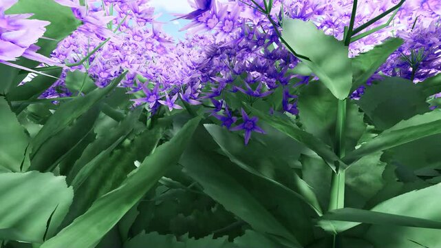 Orpine Purple Color Flower 