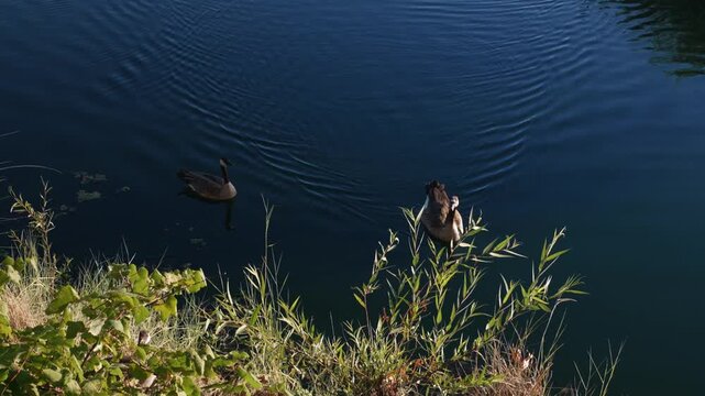 Two Canada geese swim across dark blue pond leaving rippling wakes, while shoreline plants frame the calm water and curved wave patterns spread behind the birds