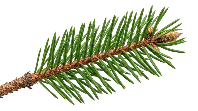 Fresh spruce branch with green needles isolated on transparent background