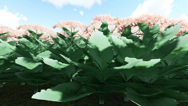Orpine Beige Color Flower 