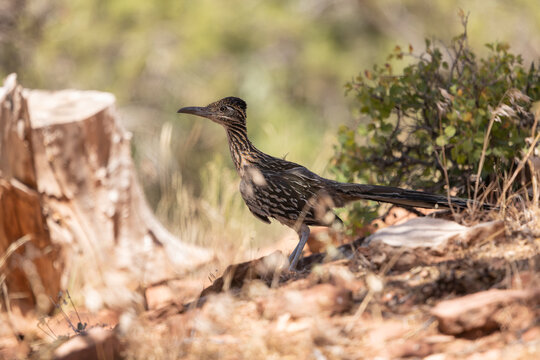 A Greater Roadrunner stands in dappled shade in front of a small manzanita bush and a tree stump in the desert mountains of Southern Utah USA on a hot summer day.