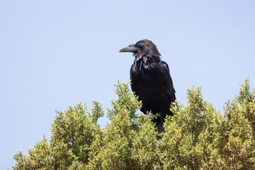 Naklejka premium A Raven perches on top of a juniper tree with a clear blue sky in the background while the wind ruffles it's feathers on a hot summer day in Southern Utah USA. 