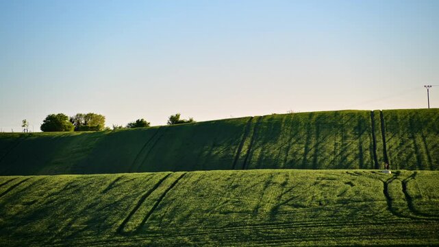 Wide view of a green crop field on a rolling hill with curved tractor tracks, Czech Republic
