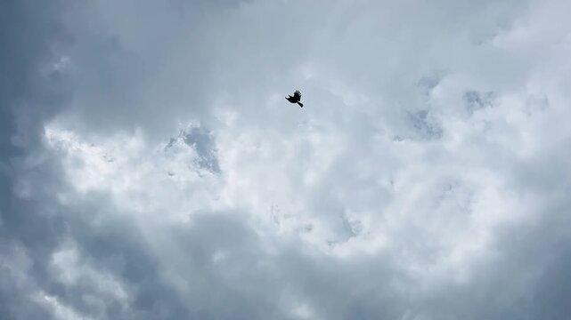 Crow bird flying through dramatic white clouds and blue sky