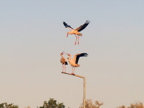 White storks competing for a roosting place on a street light at sunset, Ciconia ciconia