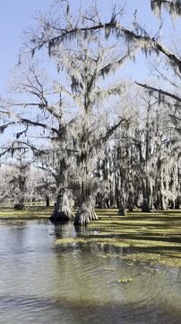 Vertical 1080p Full HD video: walking through a grove of tall bald cypress trees draped in Spanish moss by a still lake, trunks rising from soaked ground. Unedited portrait footage.