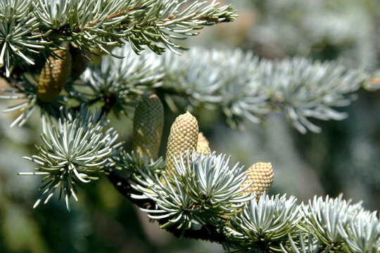 evergreen branches with upright cones - closeup with soft bokeh from shallow depth of field