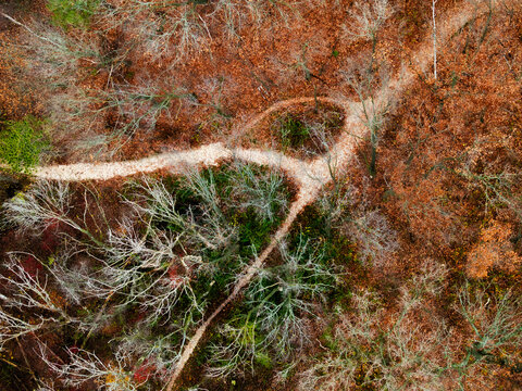 Aerial view of intersecting forest trails winding through late autumn trees, showcasing a vivid mix of bare branches, fallen leaves, and lingering green foliage in a natural woodland pattern.