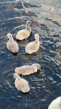 Swans and cygnets swimming on lake