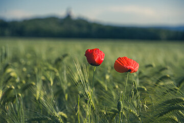 Naklejka premium Two bright poppy blossoms stand in a field of green grass. The sun shines down on the flowers as they sway gently in the breeze. There are distant hills in the background.