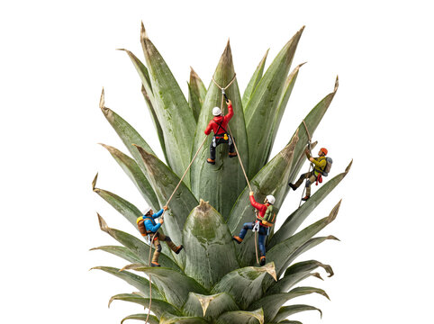 Miniature climbers scaling pineapple leaves conceptual mountain climbing adventure representing teamwork challenge ambition and overcoming obstacles isolated macro photography background.