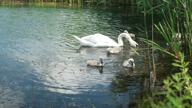 Swan with cygnets swimming by reeds