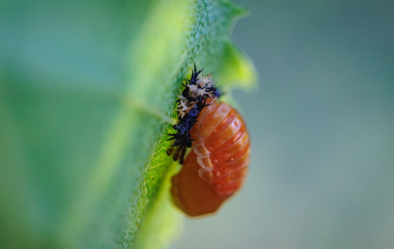 Ladybug pupa attached to a green leaf undergoing metamorphosis