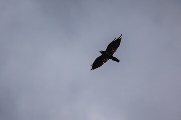 Naklejka premium Dark silhouette of a crow in flight against a grey overcast sky