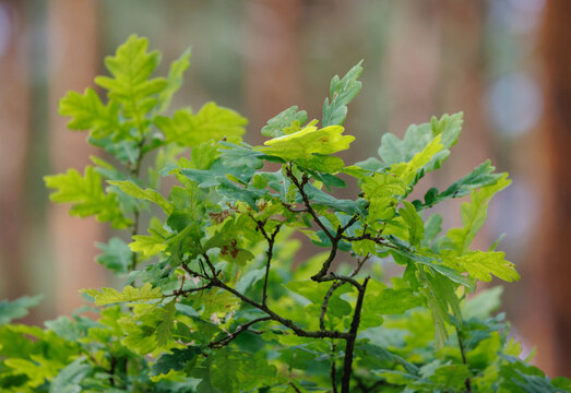 Fresh green oak leaves growing on a tree branch in a natural forest environment