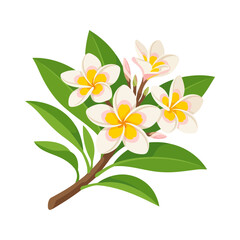 Obraz premium Plumeria flower branch with green leaves isolated on white background