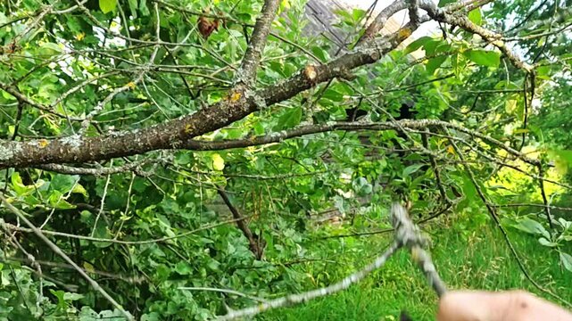 Man Pruning Old Tree Branches with Red‑Handled Secateurs in the Garden, Cutting Dry Branches, Garden Care and Tree Trimming, Close‑Up, Summer Day