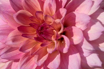 Obraz premium Pink dahlia flower petals close up dynamic macro background